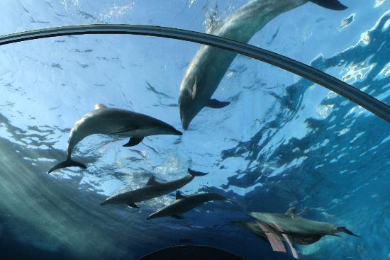 横浜八景島シーパラダイスのアクアリゾーツ イルカがテーマの水族館 ドルフィンファンタジーで横浜デートを楽しもう 横浜 鎌倉 湘南 箱根 デート 観光おすすめ 穴場スポット