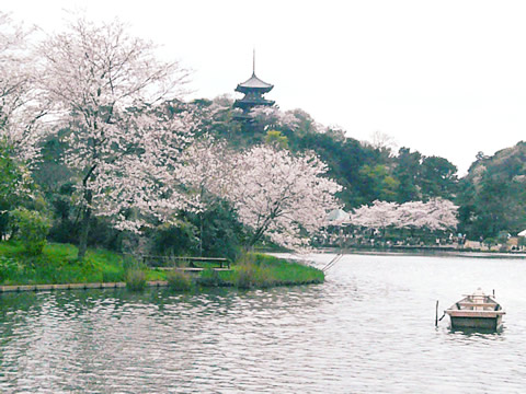 花見横浜デートで三渓園の風情を楽しむ 三渓園の桜や紅葉は見事です 横浜 鎌倉 湘南 箱根 デート観光おすすめ 穴場スポット